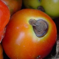 Fruit affected by early blight develop dark-brown lesions with concentric rings. (Photo: University of Kentucky Vegetable IPM Scouting Guide Team, UK)