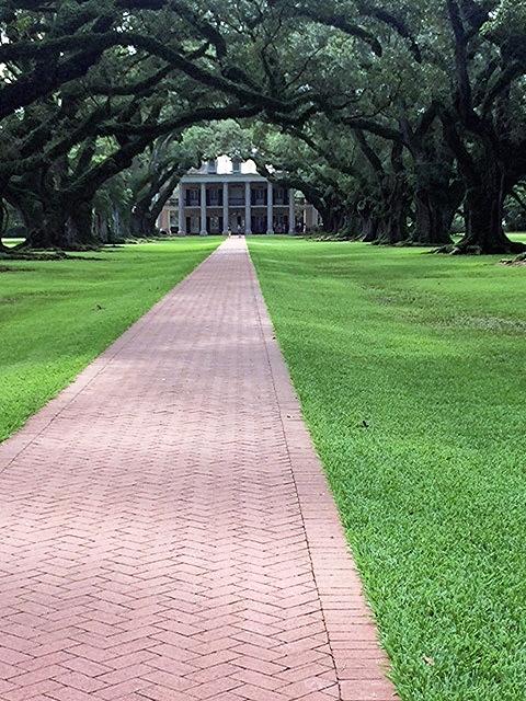 Oak Alley is named for the 300-year-old Virginia live oaks that border the walk way up to the Big House.