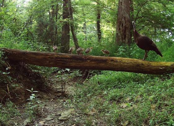 Wild turkey hen with brood - courtesy Pat Howard.