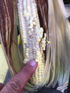 Ears of corn that were under water over 24 hours quickly begin to rot. photo by Greg Drake II