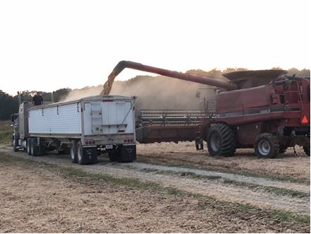 Caption:  Soybeans being unloaded fall 2019 Photo by Greg Drake II