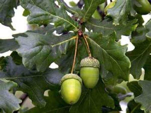 White oak acorns such as these provide important food for wildlife, especially deer. This year’s drought conditions impacted the production of red oak acorns, but the impact on white oak acorns remains to be seen.