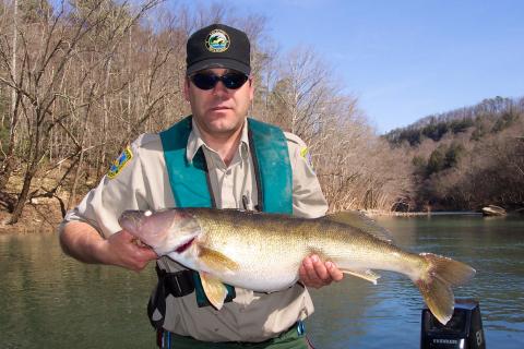 Dave Dreves, assistant director of fisheries for the Kentucky Department of Fish and Wildlife Resources, holds a nearly 13-pound native walleye captured from the Rockcastle River during the initial stages of the native walleye restoration. A protective slot limit for native walleye on certain streams and lakes goes into effect March 1, one of several new fishing regulations for 2016.