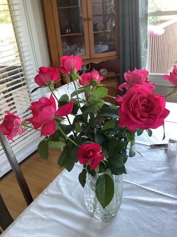 Ricky Lockharts's 2023 McFarland Award winning rose, All My Loving