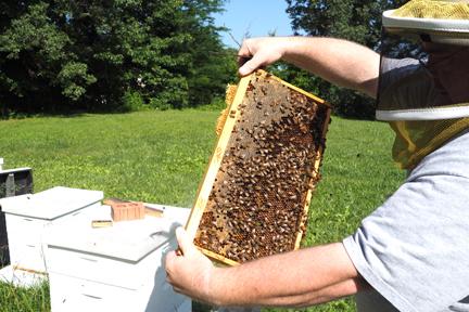 Bobby showing a hive tray.