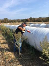    Jim Wade from Ky Dept. of Agriculture samples forage in 2016.