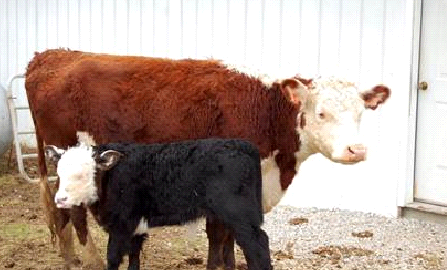 Cow/Calf pair consigned from the Floyd Washer Farm	