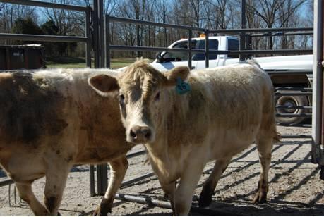  Beef Cattle are in important part of Butler County's agriculture economy