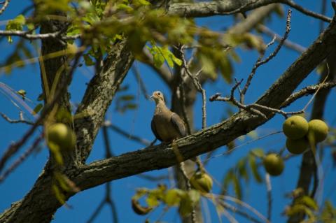 Doves often alight in trees, such as this walnut, before descending to the field to feed. Dove season opens statewide Sept. 1.