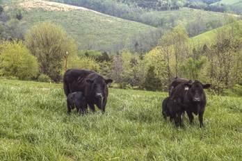 The KYForages YouTube page has more than 250 educational videos to help forage and livestock producers improve their operations, particularly during this time of social distancing. Photo by Jimmy Henning, UK forage extension specialist.     