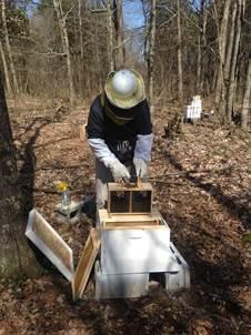 Beekeeper installs a new package of honeybees   