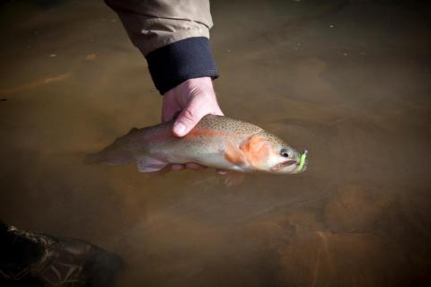 The author releases a rainbow trout caught in a deep run from Meade County’s Otter Creek in late December two years ago. The catch and release trout season is one of several fun options for outdoors enthusiasts with time off from work during the holiday season.