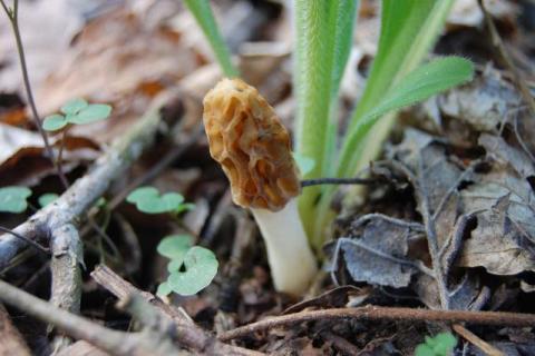 A lone morel (foreground) seeks the morning sun Saturday morning