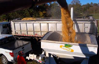   Soybeans from the plot being weighed by Caleb Smithson.  Photo by Greg Drake II