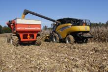 Fresh picked corn going into the grain cart.
