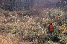 Quail hunters follow their dogs on Peabody Wildlife Management area in western Kentucky.