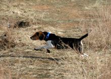 Hot on the trail of a rabbit.