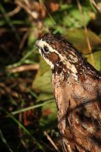 Northern Bobowhite Quail