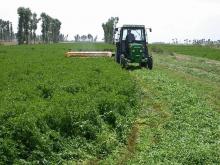 Alfalfa being harvested.