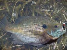 Big bluegill, like this one from Anderson County’s Beaver Lake, are shallow and spawning right now and biting willingly. Bluegill offer arguably the best way to introduce a child to fishing.