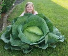  KENTUCKY State Winner- Kaylyn Woods of Paintsville, KY and her 17 lb. cabbage.