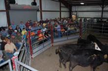 A pen of cattle sells during Saturday’s sale - photo by Greg Drake II