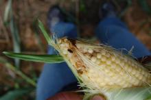 Insect damaged ear of sweet corn