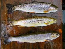 Rainbow (top), brown (middle) and brook trout (bottom) are increasing in number and size in the Cumberland River below Lake Cumberland, making the river a top destination for a spring fishing trip.