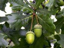 White oak acorns such as these provide important food for wildlife, especially deer. This year’s drought conditions impacted the production of red oak acorns, but the impact on white oak acorns remains to be seen.
