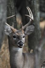Kentucky deer hunters set a new harvest record for the 2012-2013 deer season that ended when archery deer season closed Jan. 21. They harvested 131,388 white-tailed deer, besting the previous record of 124,752 established during the 2004-2005 deer season.  